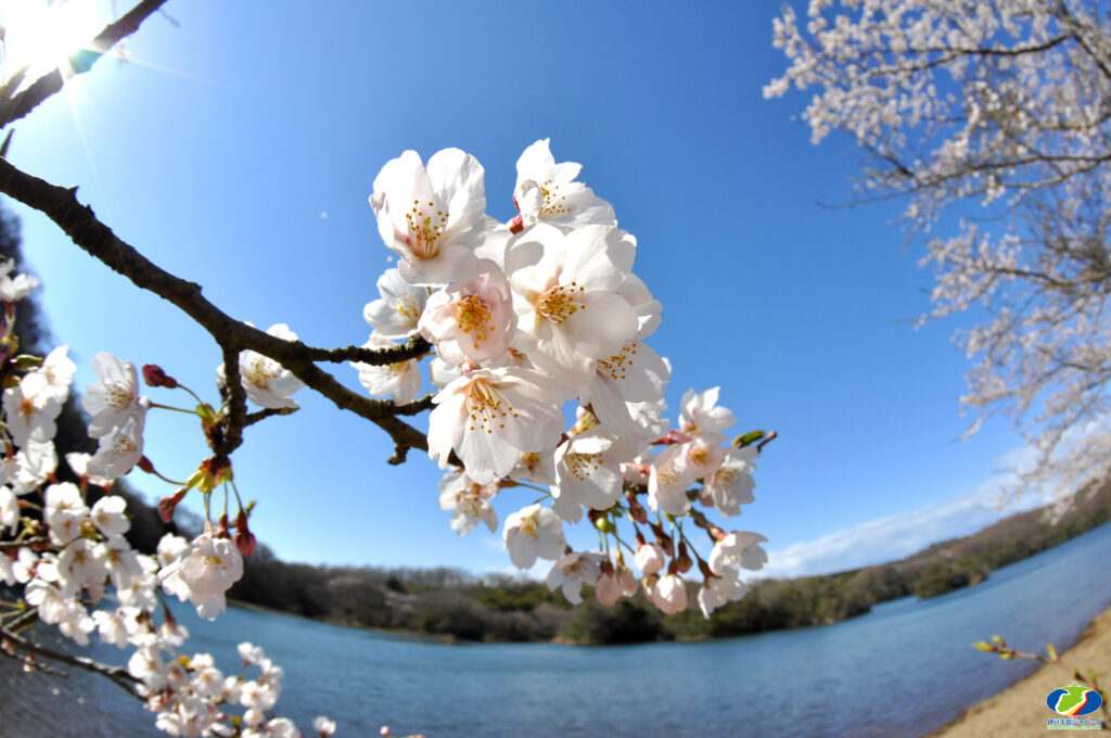 一碧湖の桜