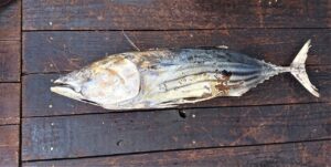 潮かつお　正月魚