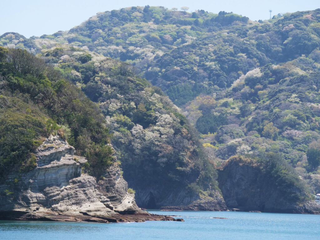 4月山桜の咲く妻良湾