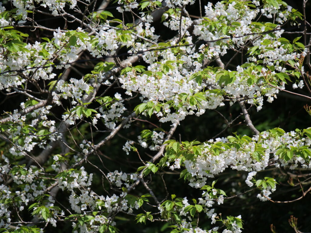 オオシマザクラ