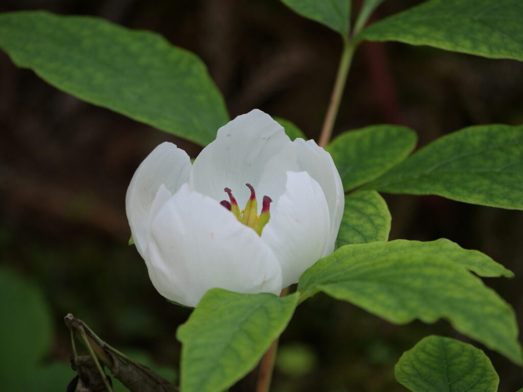 ヤマシャクヤク-天城の四月-