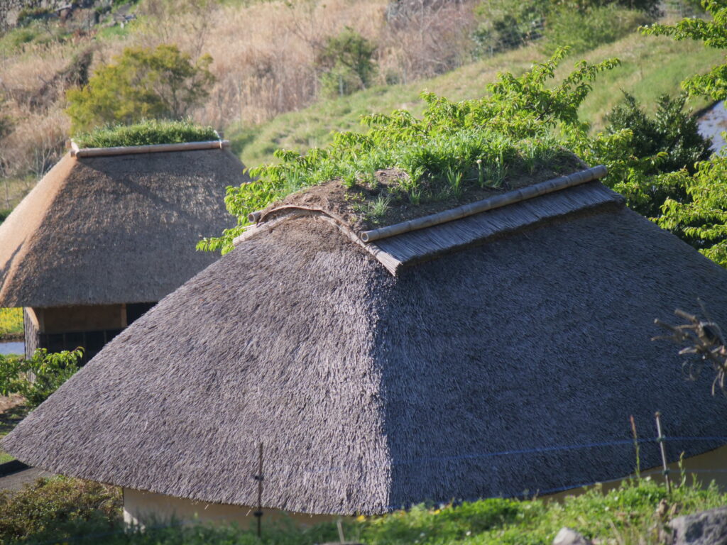 葺き直された茅葺屋根と春の芽吹き